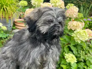 Lhasa Apso, Stueopdrætshvalpe. salgsklar 27/6 2024