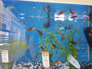 🔴🐟 **Røde paradisfisk til salg!** 🐟🔴