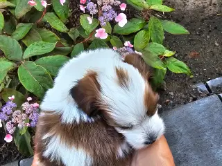 Ægte Bichon havanais pige 