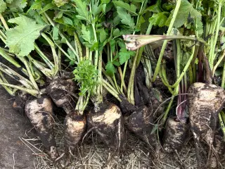 Hjemmedyrket rødbeder, porrer og pastinakker sæl 