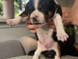 Engelske stafford Bull terrier stadfy