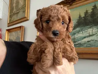 Puddelhvalpe til salgs 🎄