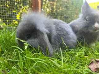 Tamme lionlop kaninunger