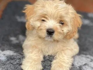 Cavachon hvalpe