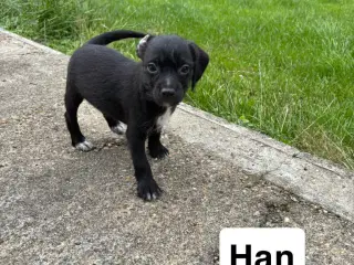 puddel-dansk svensk gårdhund