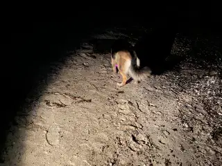 Schæferhund tæve søger nyt hjem