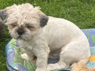 Lhasa Apso, Stueopdrætshvalpe. salgsklar 27/6 2024