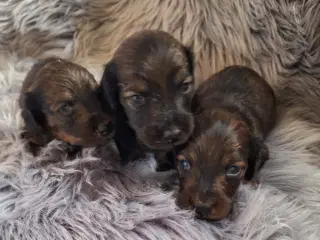 Langhåret Gravhundehvalpe