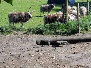 Jacobsfår 