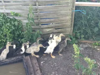 Løbeænder