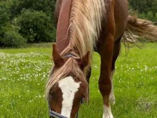 Welsh cob vallak