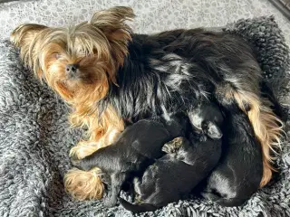 Yorkiepoo hvalpe 