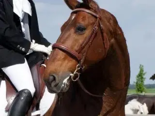 Trense/kandar, Full, Rødbrun/Sølv