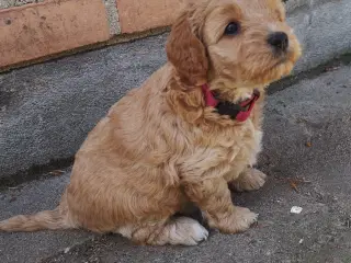 Cavapoo