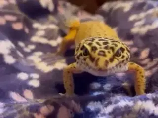 Leopard Gekko Hun