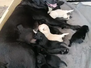 Labrador hvalpe