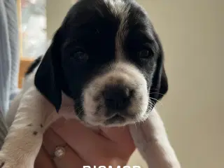 Cocker spaniel hvalpe