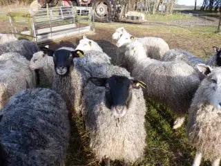 Prima hø i små baller til får og heste