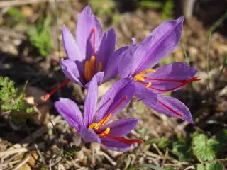 Safrankrokus – “Crocus Sativus” løg