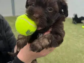 Bichon havanais hvalpe
