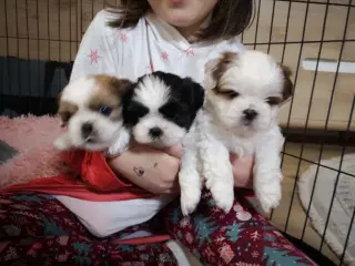 Shih Tzu hvalpe 