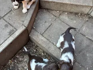 Engelsk Springer Spaniel 