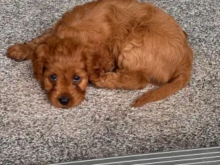 Helt uimodståelige Cavapoo hvalpe 