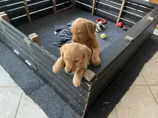 Labrador Red Fox hvalp