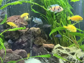 Malawi cichlider – 20-25 stk med lidt yngel