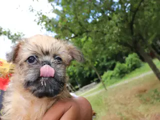 Griffon Bruxellois hvalpe