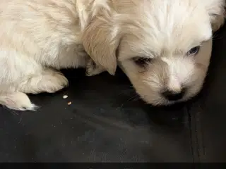 Westie/malteser