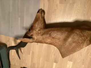 Udstoppet dyr - flot stand