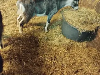 Landrace kastrater søger nyt hjem