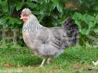 Cream Legbar RUGEÆG