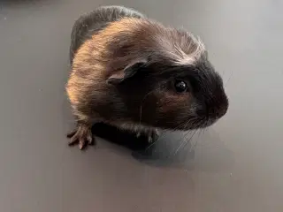 Marsvin, Han unger 5 stk