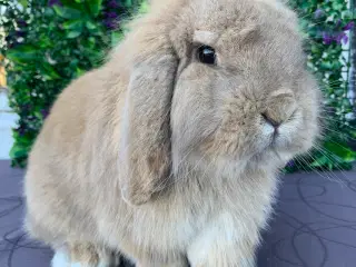 Lionlop gul han 4 år gammel