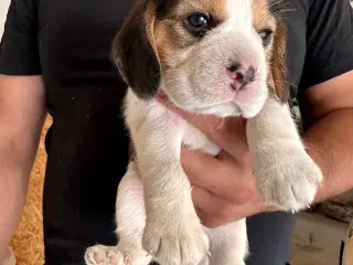  Beagle hvalp