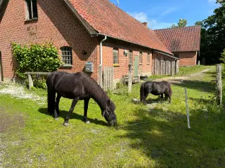 Islænder og shetlænder 