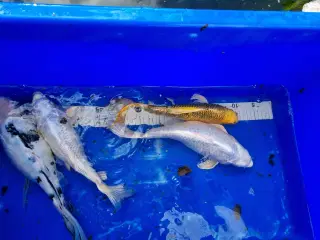 Weekend tilbud Butterfly koi