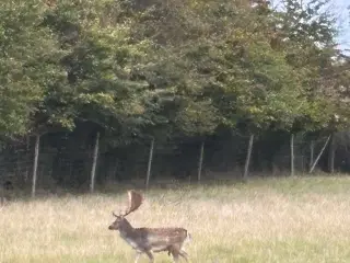 Brun Fuldskuffel sælges til afskydning.