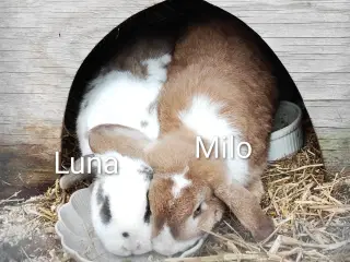 Dværgkanin-par søger trygt og blivende hjem