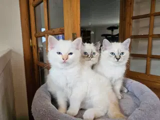 Hellig birma/ragdoll blandinger