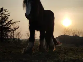 Irish cob hingst