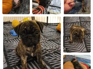 Mops/Fransk bulldog hvalpe