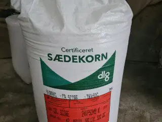 500 kg sådkorn foder byg