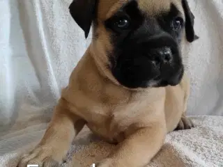 Bullmastiff hvalpe, kan flytte 24. august