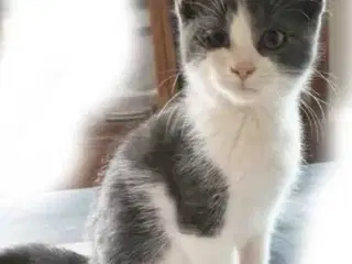 Maine Coon killinger 12uger flyttrklar om 4 uger, 