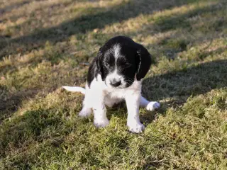 Ft springer spaniel hvalpe, stambogsførte