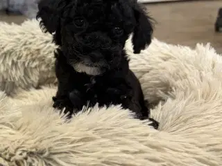 1  Maltipoo pige må rejse nu