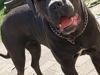 Cane Corso tæve 1,5 år